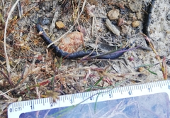 Scolopendra laeta