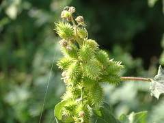 Ambrosia ambrosioides