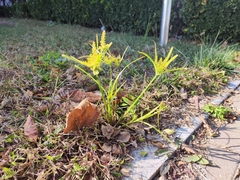 Cyperus amuricus