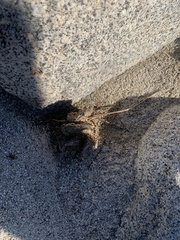 Opuntia basilaris basilaris