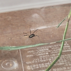 Systenocentrus luteobiseriatus