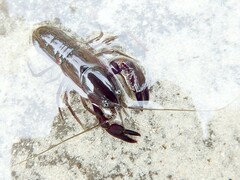 Cherax robustus