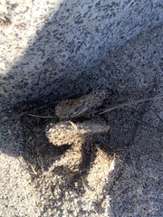 Opuntia basilaris basilaris