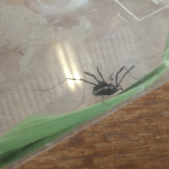 Systenocentrus luteobiseriatus