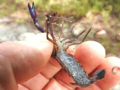 Cherax robustus