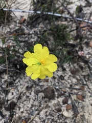 Hibbertia puberula