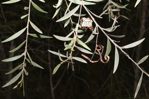 Image of Acacia leptostachya by (c) Greg Tasney, some rights reserved (CC BY-SA)