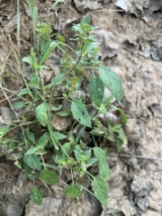 Acalypha neomexicana