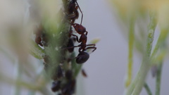 Formica obscuripes