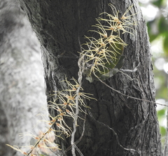 Rhinerrhiza divitiflora