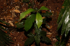 Neolitsea dealbata
