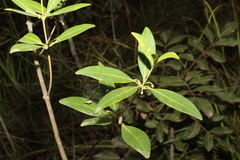 Alyxia spicata