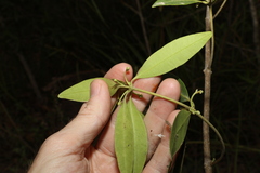Alyxia spicata