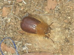 Melolonthinae