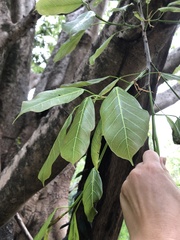 Ficus virens