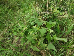 Erythrina vespertilio