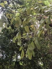 Ficus virens