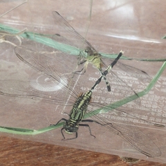 Orthetrum sabina