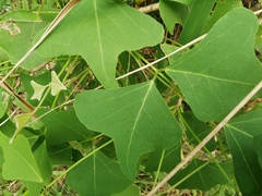 Erythrina vespertilio