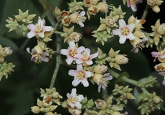 Melochia umbellata