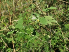 Abutilon oxycarpum