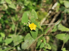 Abutilon oxycarpum