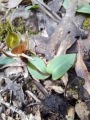 Chiloglottis triceratops