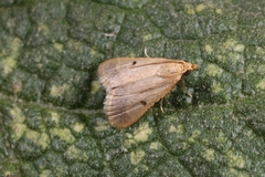 Maradana fuscolimbalis