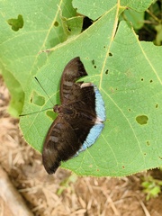 Tanaecia julii