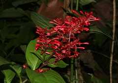 Odontonema cuspidatum