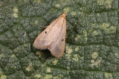 Maradana fuscolimbalis