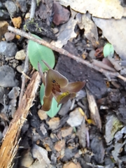 Chiloglottis triceratops