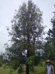 Vachellia pennatula