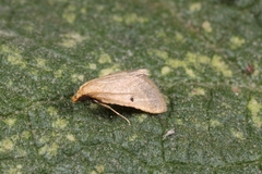 Maradana fuscolimbalis
