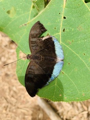 Tanaecia julii
