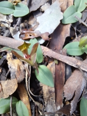 Chiloglottis triceratops