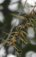 Rhinerrhiza divitiflora