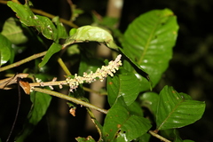 Sapindaceae