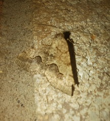 Frederickia s-signata