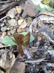 Chiloglottis triceratops