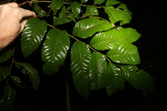 Sapindaceae