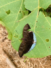 Tanaecia julii