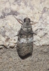 Pococera asperatella