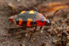 Scaphidium alpicola