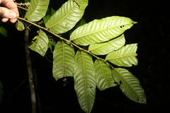 Sapindaceae
