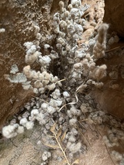 Myriopteris parryi