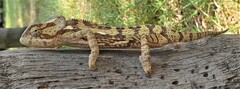 Chamaeleo dilepis