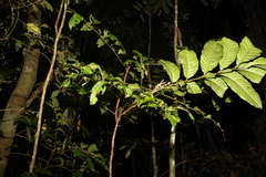 Sapindaceae