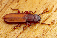 Platisus angusticollis
