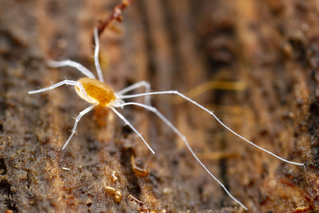 Cocceupodidae